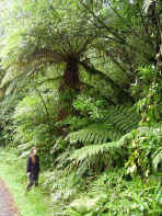 giant_ferns.jpg (77319 bytes)