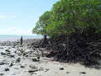 mangroves.jpg (59071 bytes)