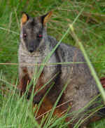 rockwallaby.jpg (396829 bytes)